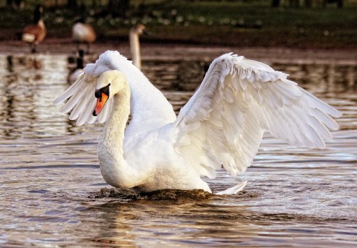 The Graceful Artistry of the Swan Lake Dancer